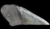 Fossil Megalodon Tooth Paper Weight #84283-1